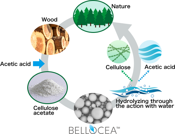 Cycle of the Sustainability for BELLOCEA