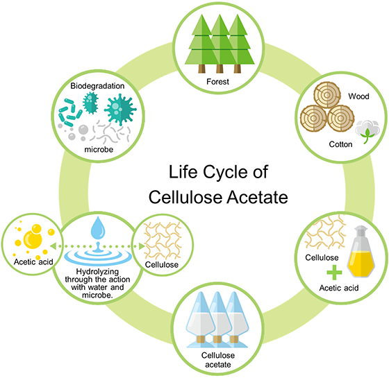 The Life Cycle of Cellulose Acetate
