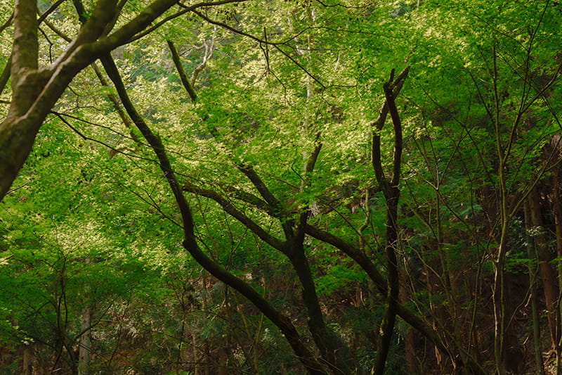 Biomass-derived