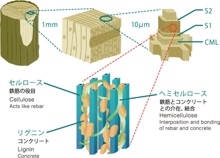 植物を支えるセルロース
