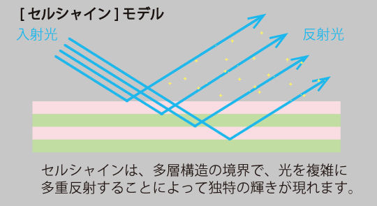 セルシャインモデル セルシャインモデル