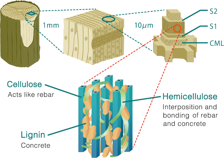 Cellulose, the material that supports plants