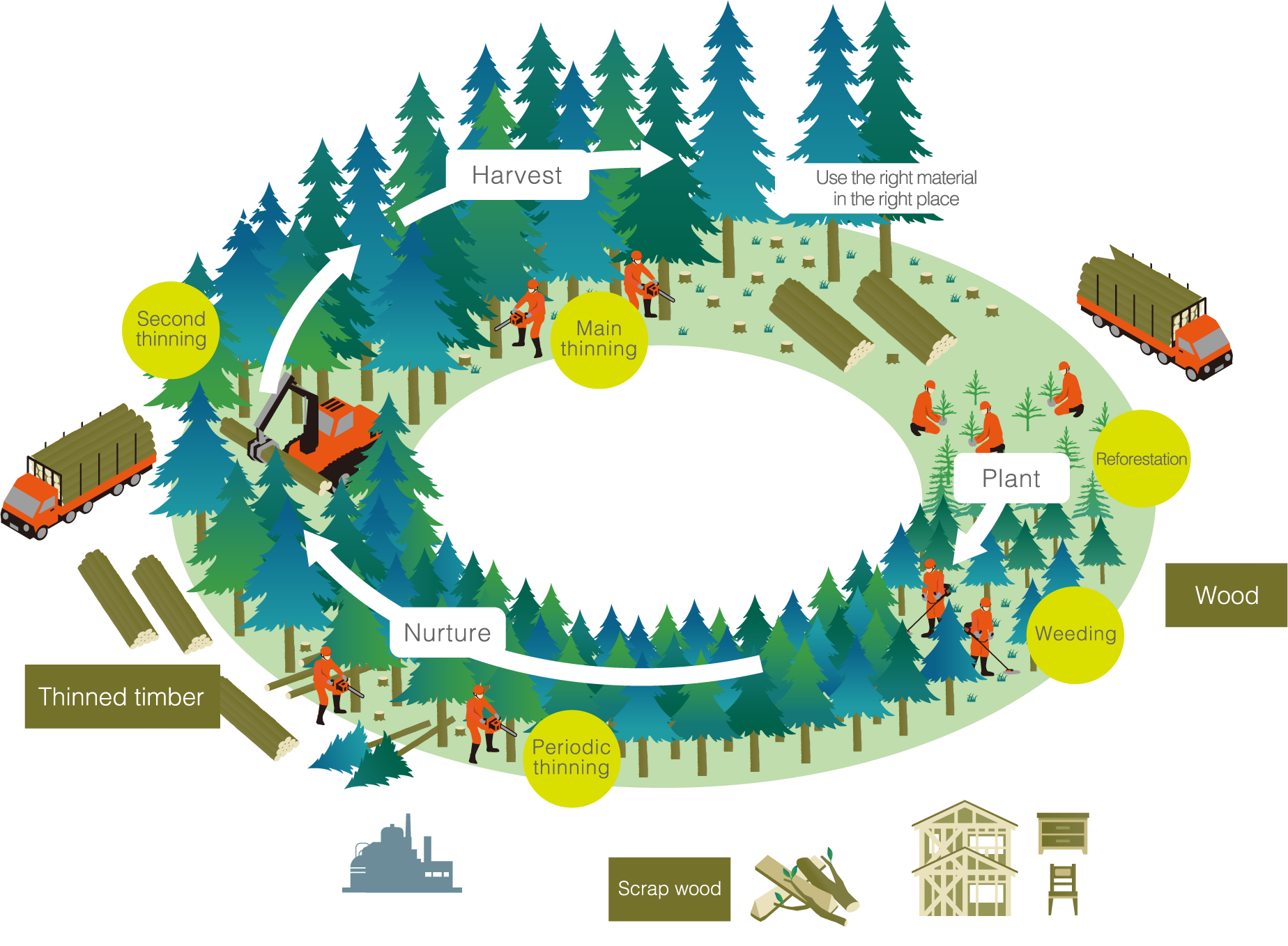 Cellulose, a sustainable product of a natural cycle
