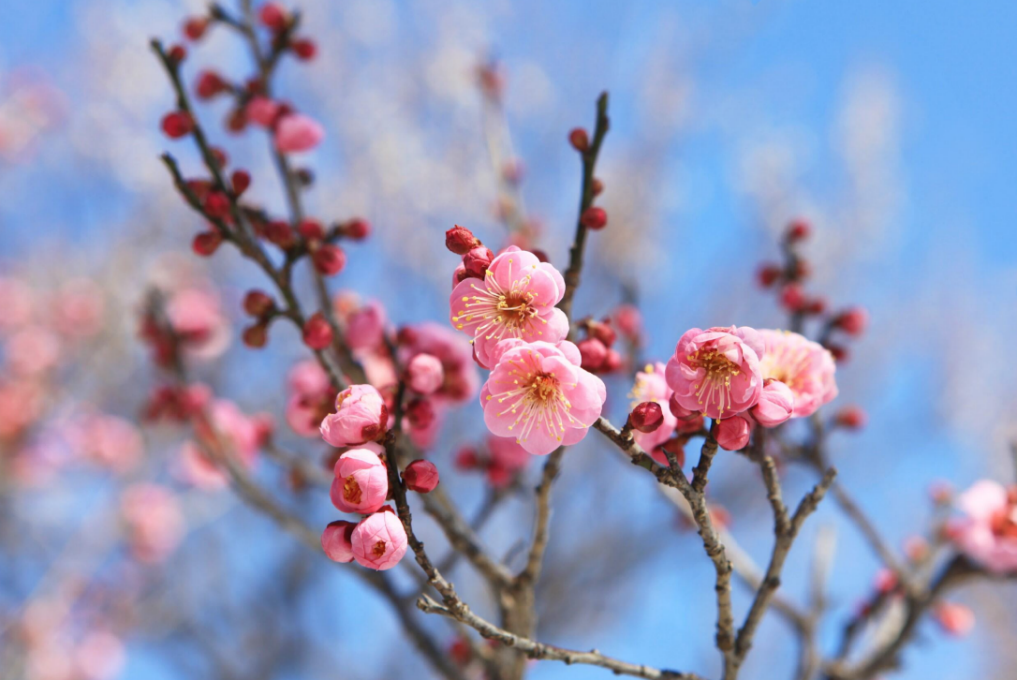 【出展】第106回日本化学会春季年会(2026)
