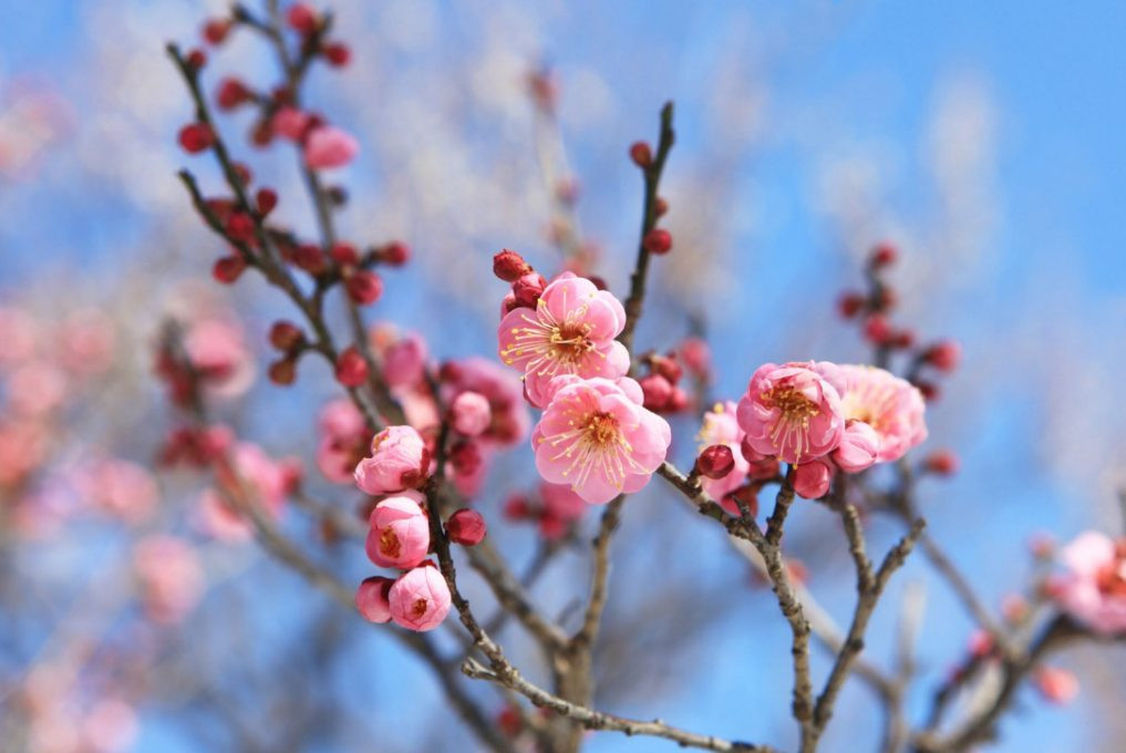 【出展】日本薬学会第145年会